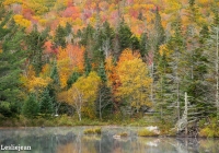 Wildlife Pond 4 - Leslie