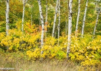 White Birches - Leslie