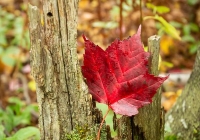 Red Maple - Leslie