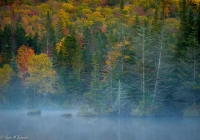 Wildlife Pond - Kevin