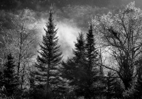 Black and White at Wildlife Pond - Kevin