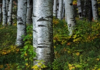 Birches in Jackson - Kevin