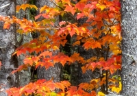 Red Maple - Karen
