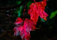 2 leaves - Karen