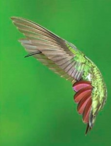 Audubon Magazine 2010 Grand Prize WInner Dennis Goulet